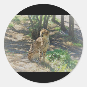 Pegatina Redonda Pegatinas Cheetah