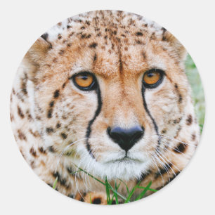 Pegatina Redonda Pegatinas Cheetah