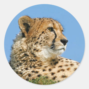 Pegatina Redonda Pegatinas Cheetah