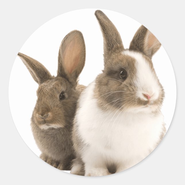 Pegatina Redonda Pegatinas conejitas (Anverso)