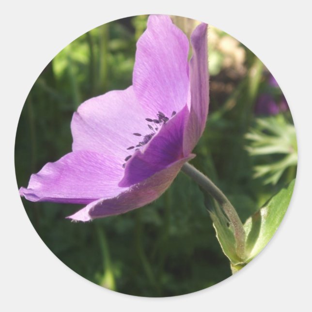 Pegatina Redonda Pegatinas de Anemone (Anverso)