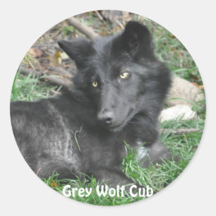 Pegatina Redonda PEGATINAS de apoyo a la vida silvestre GRAY WOLF C