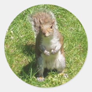 Pegatina Redonda Pegatinas de ardilla