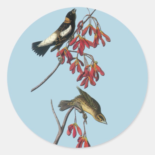 Pegatina Redonda Pegatinas de arte de aves de Audubon Bobolink (Anverso)