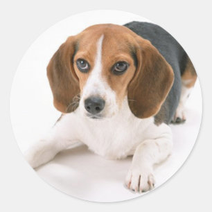Pegatina Redonda Pegatinas de Beagle Dog