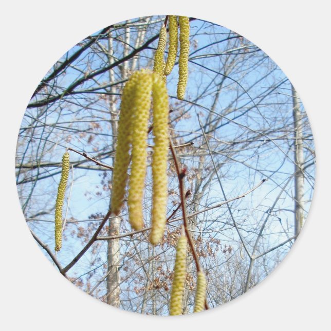 Pegatina Redonda Pegatinas de Birch Catkins (Anverso)