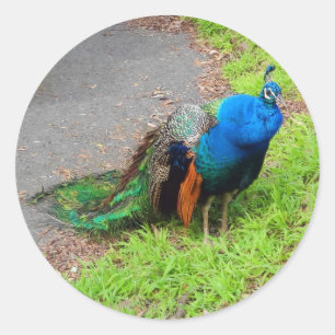 Pegatina Redonda Pegatinas de Blue Peacock #1