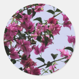 Pegatina Redonda Pegatinas de Bougainvillea