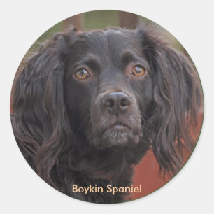 Pegatina Redonda Pegatinas de Boykin Spaniel