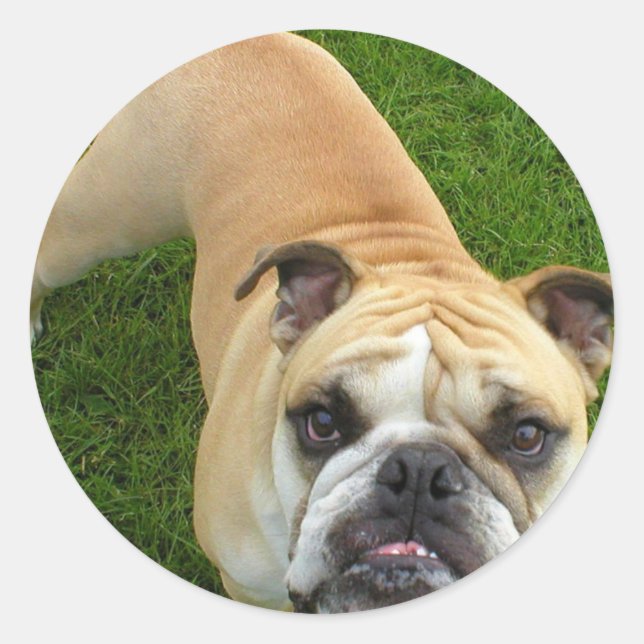 Pegatina Redonda Pegatinas de Bulldog de Estados Unidos (Anverso)