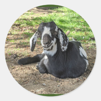 Pegatina Redonda Pegatinas de cabra de 6