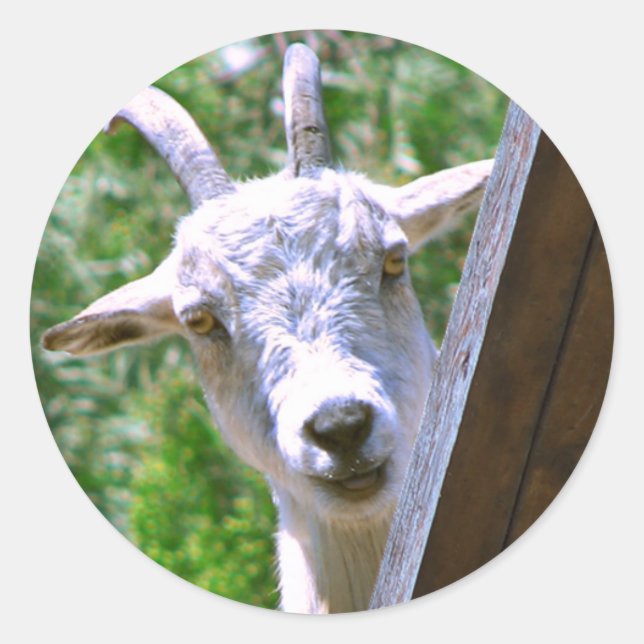 Pegatina Redonda Pegatinas de cabras sonrientes (Anverso)