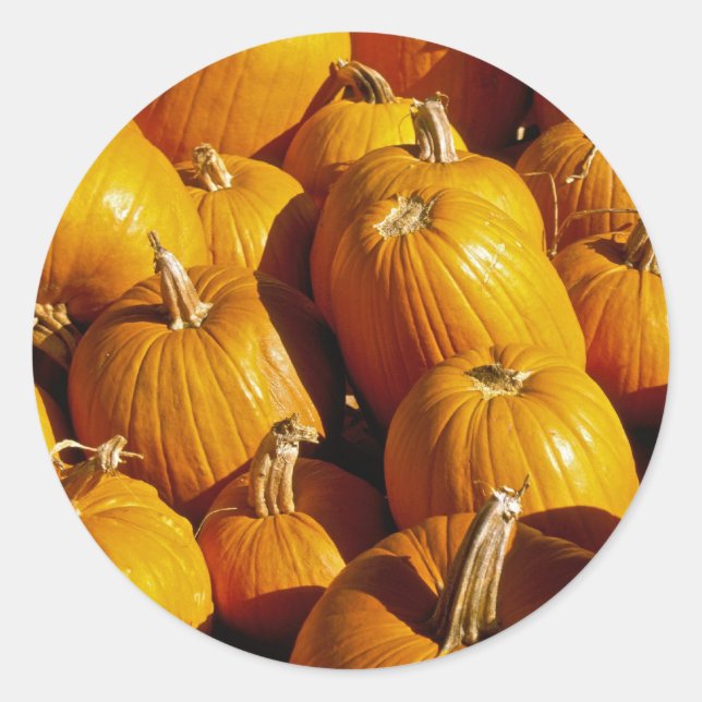 Pegatina Redonda Pegatinas de calabaza (Anverso)