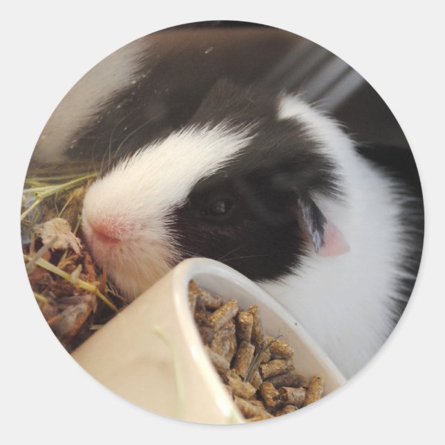 Pegatina Redonda Pegatinas de Cerdo de Guinea (Anverso)