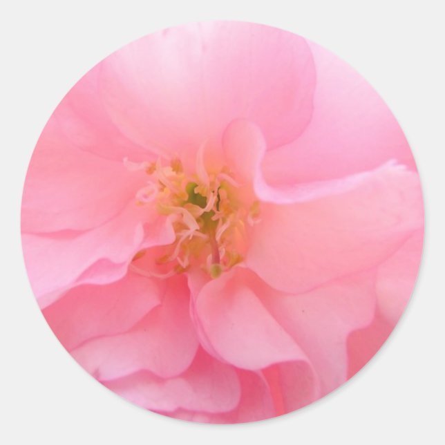 Pegatina Redonda Pegatinas de Cherry Blossom (Anverso)