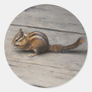 Pegatina Redonda Pegatinas de Chipmunk