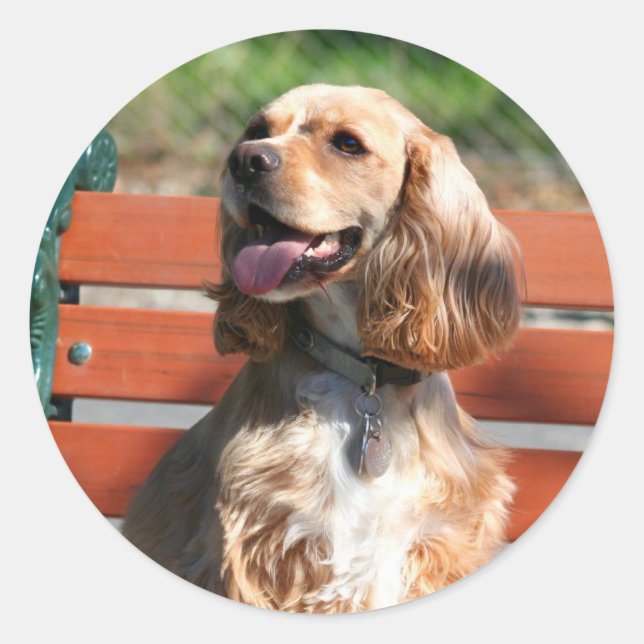 Pegatina Redonda Pegatinas de Cocker Spaniel (Anverso)