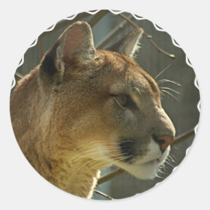 Pegatina Redonda Pegatinas de Cougar Puma