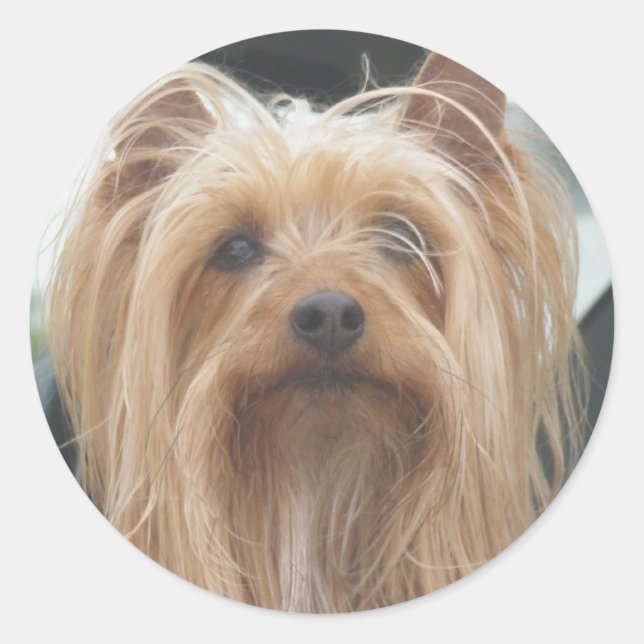 Pegatina Redonda Pegatinas de Cute Doggie (Anverso)