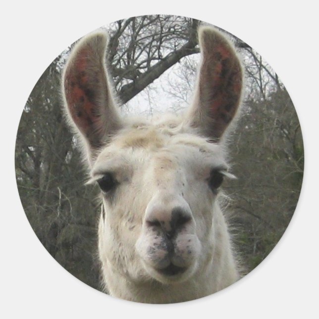 Pegatina Redonda Pegatinas de Cute Llama (Anverso)