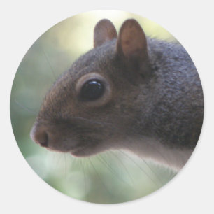 Pegatina Redonda Pegatinas de Cute Squirrel