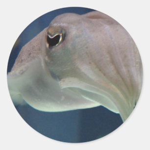 Pegatina Redonda Pegatinas de Cuttlefish