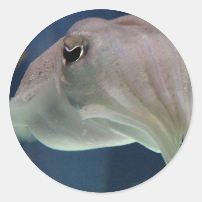 Pegatina Redonda Pegatinas de Cuttlefish (Anverso)
