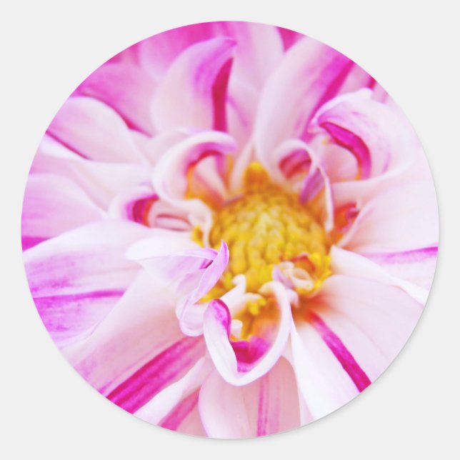 Pegatina Redonda Pegatinas de Dahlia Flowers Rosa Dahlia Floral (Anverso)