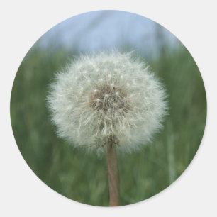 Pegatina Redonda Pegatinas de Dandelion