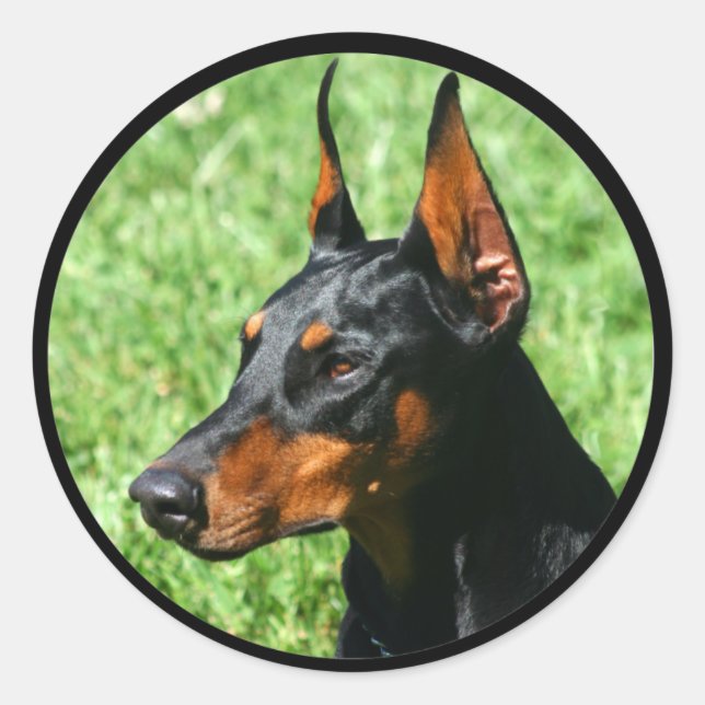 Pegatina Redonda pegatinas de doberman pinscher (Anverso)