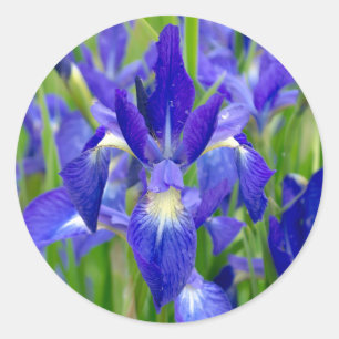 Pegatina Redonda Pegatinas de Flores Iris Azules
