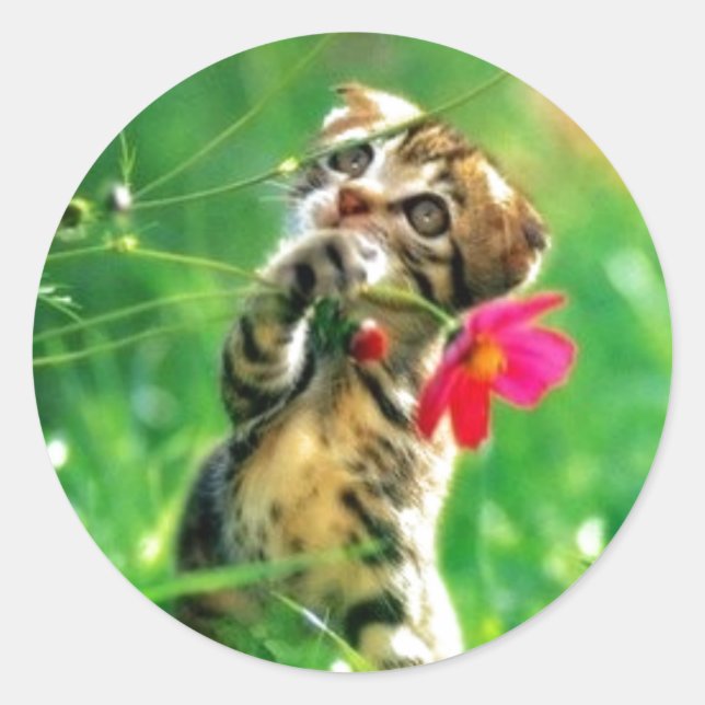 Pegatina Redonda Pegatinas de forma de círculo gatito (Anverso)