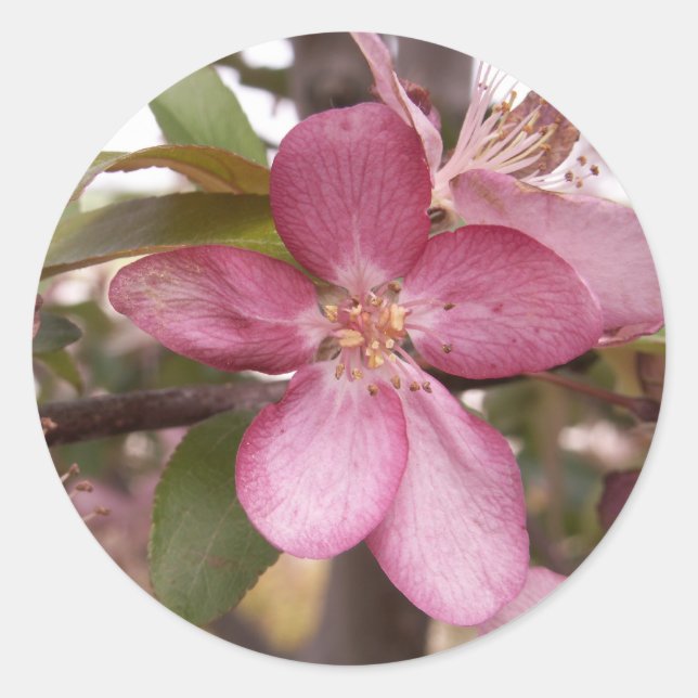 Pegatina Redonda Pegatinas de Fruit Blossom (Anverso)