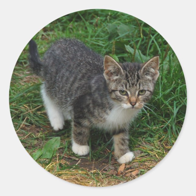 Pegatina Redonda Pegatinas de gatitos a rayas de tigre (Anverso)