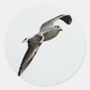 Pegatina Redonda Pegatinas de gaviota