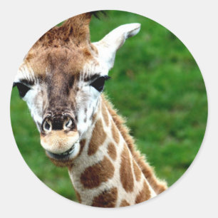 Pegatina Redonda Pegatinas de Giraffe Photo