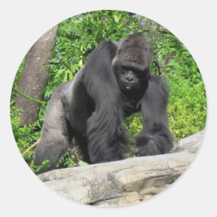 Pegatina Redonda Pegatinas de gorilas de Sivlerback