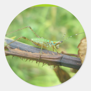 Pegatina Redonda Pegatinas de Grasshopper