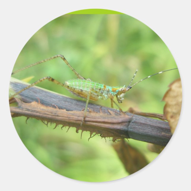 Pegatina Redonda Pegatinas de Grasshopper (Anverso)