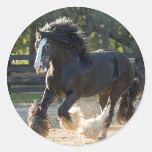 Pegatina Redonda Pegatinas de Gypsy Vanner