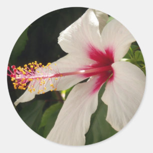 Pegatina Redonda Pegatinas de Hibiscus