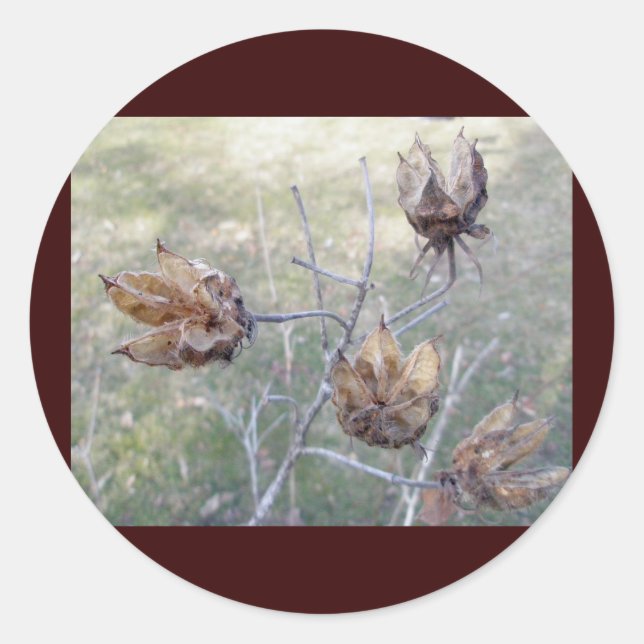 Pegatina Redonda Pegatinas de Hibiscus Seed Pods (Anverso)