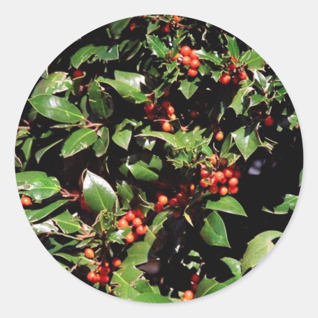 Pegatina Redonda Pegatinas de Holly y Berries (Anverso)