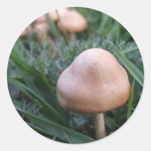 Pegatina Redonda Pegatinas de hongos