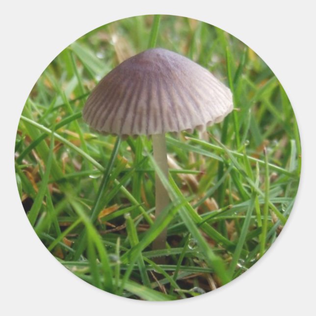 Pegatina Redonda Pegatinas de hongos (Anverso)