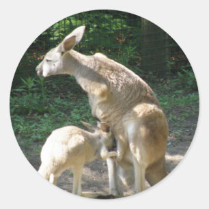 Pegatina Redonda Pegatinas de Kangaroo Joey