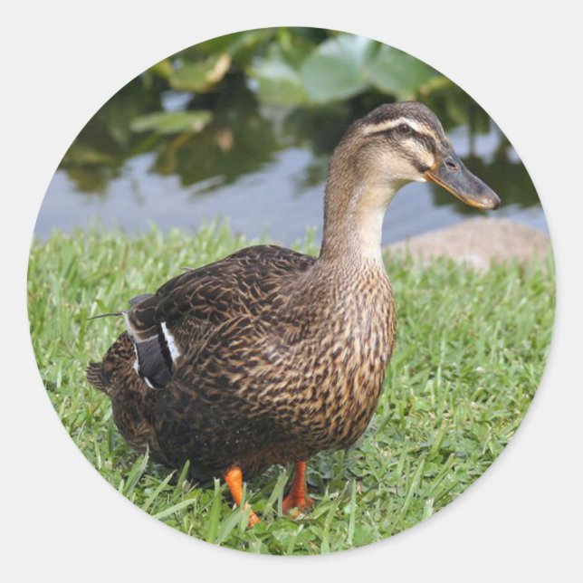 Pegatina Redonda Pegatinas de la ronda de fotos del pato mallard (Anverso)