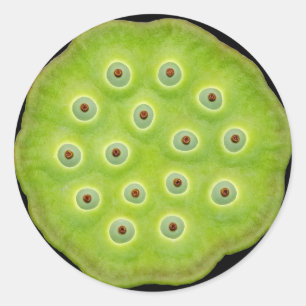 Pegatina Redonda Pegatinas de la vaina de Lotus