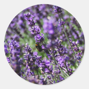 Pegatina Redonda Pegatinas de Lavender Fields