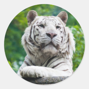 Pegatina Redonda Pegatinas de los tigres blancos